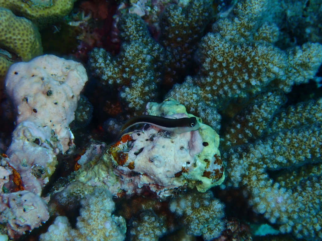 Bicolor Blenny