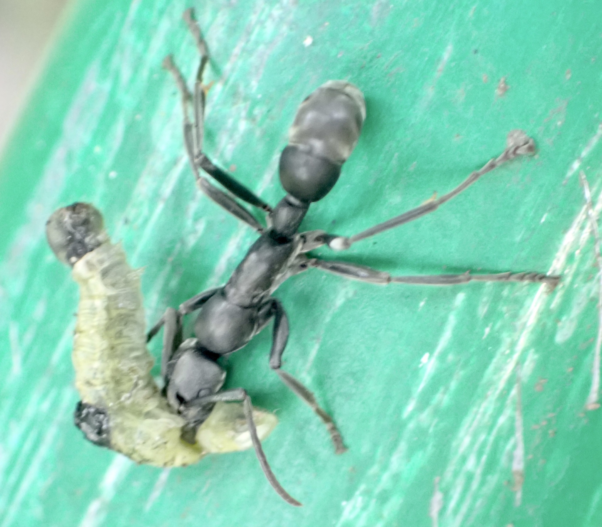 Platythyrea conradti
