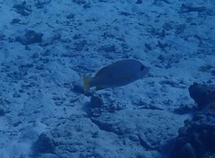 Lutjanus monostigma