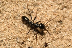 Cataglyphis aenescens