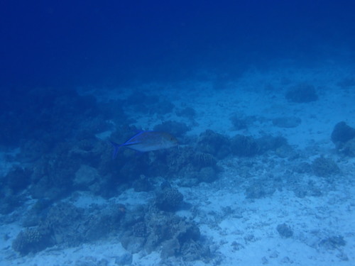 Bluefin Trevally (Caranx melampygus)