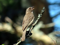 Crithagra gularis endemion