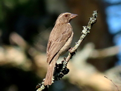 Crithagra gularis endemion