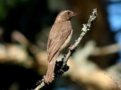 Crithagra gularis endemion