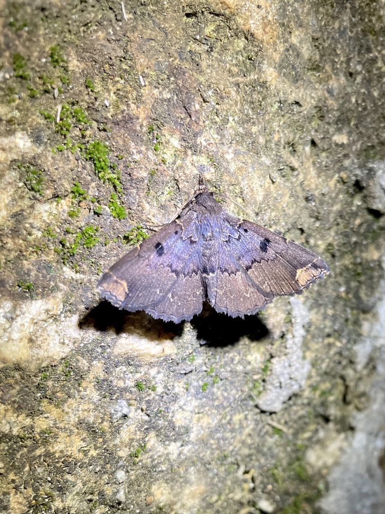 Adrapsa thermesia