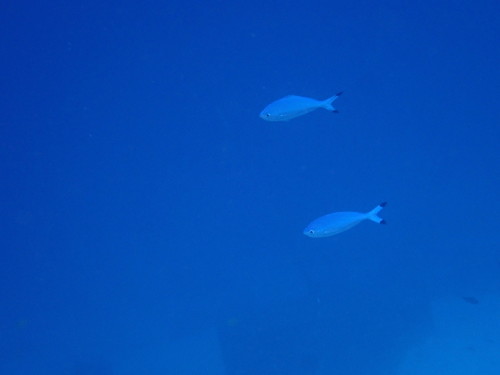 ハナタカサゴ