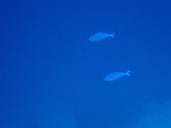 ハナタカサゴ