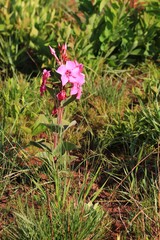 Apocynoideae