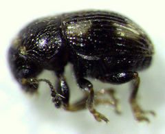 Micranthribus atomus