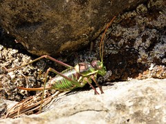 Parasteropleurus perezii