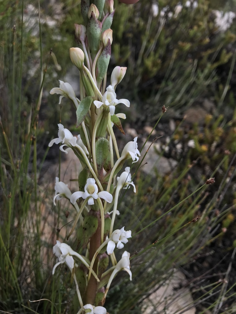Satyrium eurycalcaratum