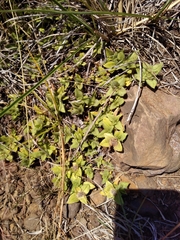 Richardia humistrata