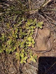 Richardia humistrata