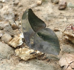 Bebearia sophus