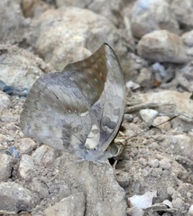 Bebearia sophus