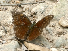 Bebearia mardania