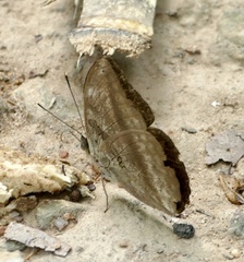 Bebearia mardania