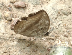 Bebearia mardania