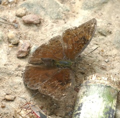 Bebearia mardania
