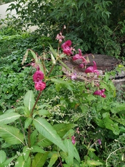 Impatiens glandulifera