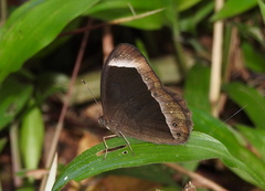 Mycalesis anaxias
