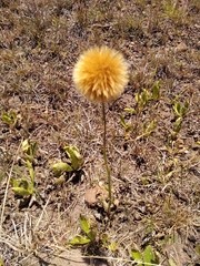 Stenachaenium megapotamicum