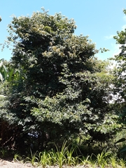 Philenoptera sutherlandii