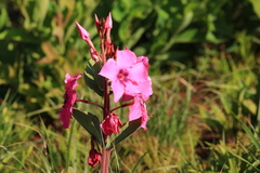 Apocynoideae