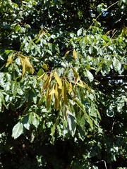 Philenoptera sutherlandii