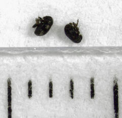 Micranthribus atomus