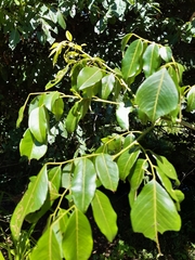 Philenoptera sutherlandii