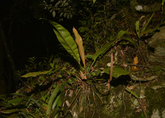 Anthurium gaudichaudianum