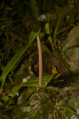Anthurium gaudichaudianum