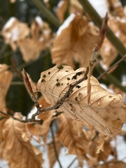 Orchestes fagi