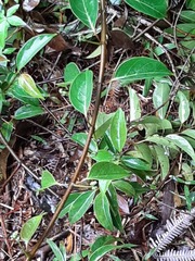 Urceola micrantha