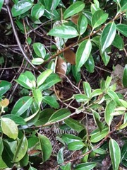 Urceola micrantha
