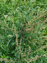 Artemisia vulgaris