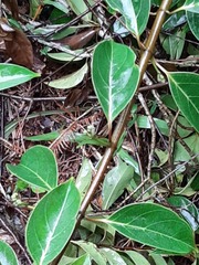 Urceola micrantha