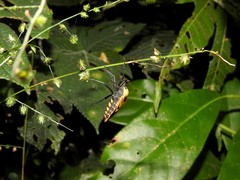 Brachytes bicolor