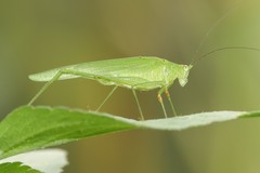 Phaneroptera brevis