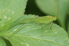 Phaneroptera brevis