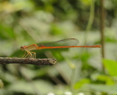 Ceriagrion rubiae