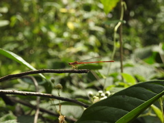 Ceriagrion rubiae