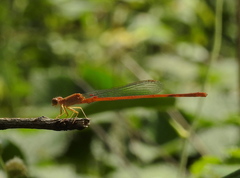 Ceriagrion rubiae