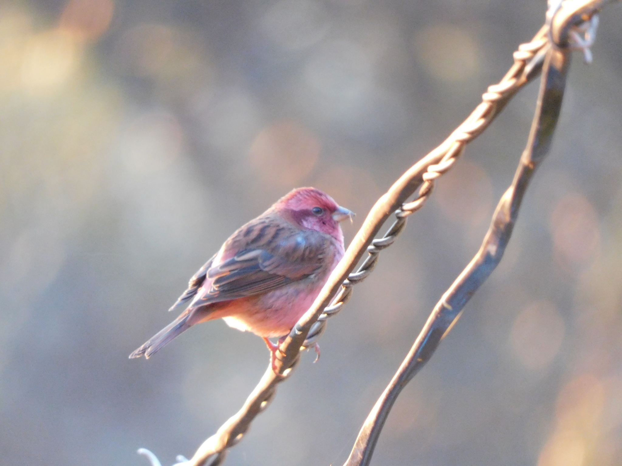 Pink-browed Rosefinch