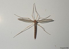 Tricyphona