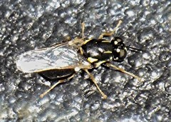 Oxycerini