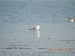 Chroicocephalus brunnicephalus