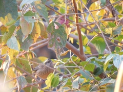 Carpodacus rodochroa