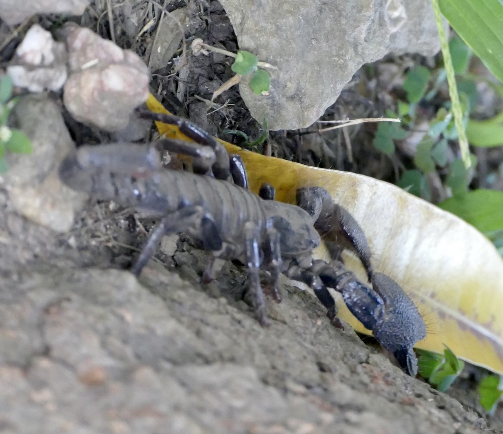 Common Emperor Scorpion from Water Fall Trail, Volta, GH on December 8 ...